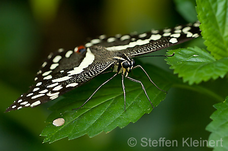 090 Afrikanischer Schwalbenschwanz - Papilio demedocus